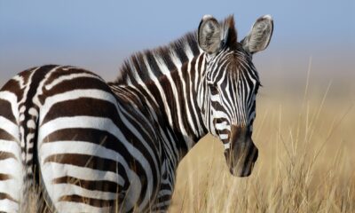 zebra-da-nfl